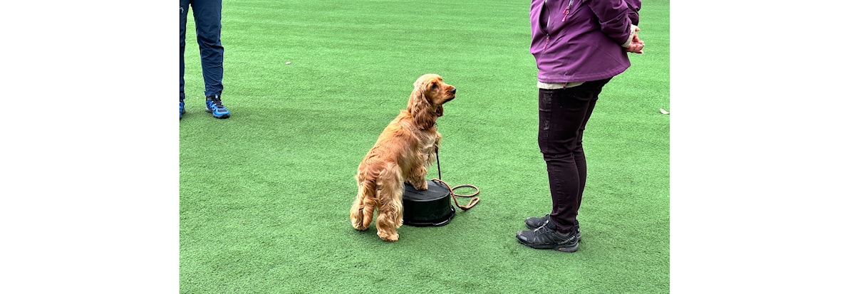 Uteabonnement i Drøbak Hundeklubb